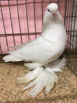 Belatschte Taube (c) VDT-online.de