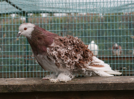 Lockentaube (c) VDT-online.de