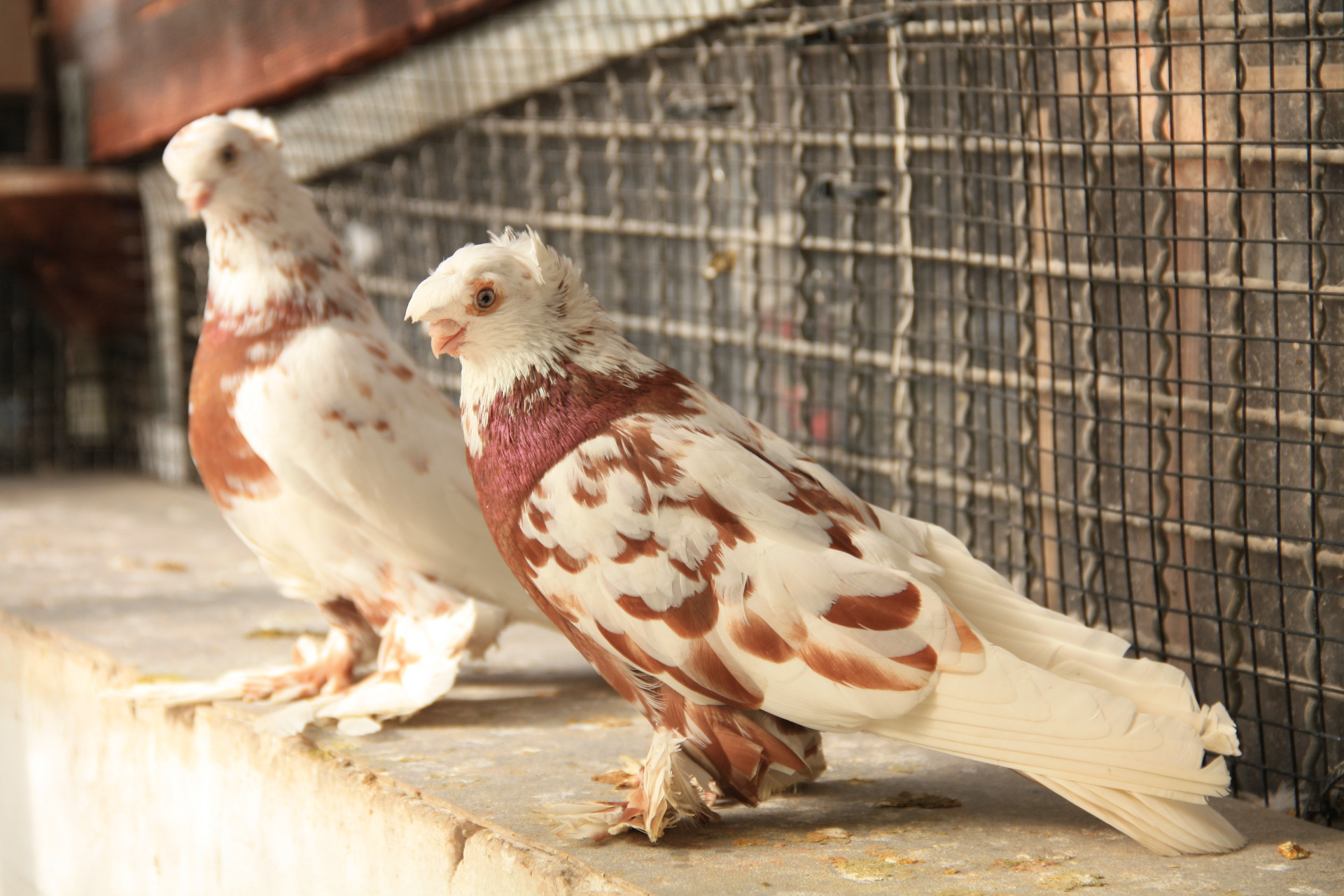 Kurzschnäblige Strukturtauben mit Belatschung