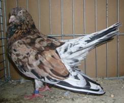 Taube mit Almondfaktor (c) taubensell.de