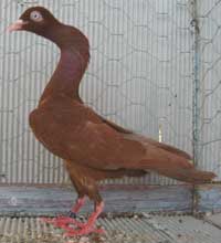 Zitterhalsige Taube (c) taubensell.de