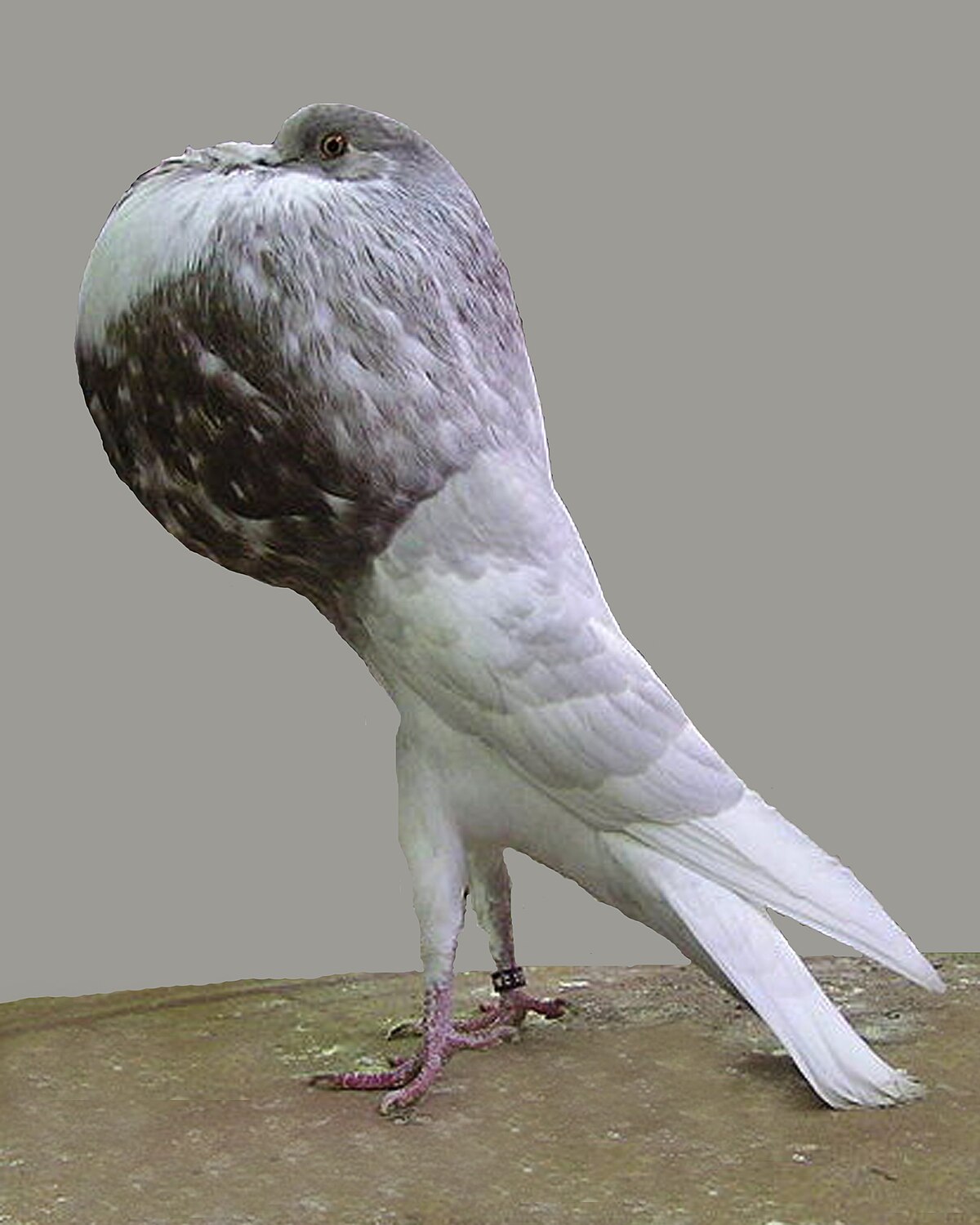 Kropftaube (c) Wikipedia.de